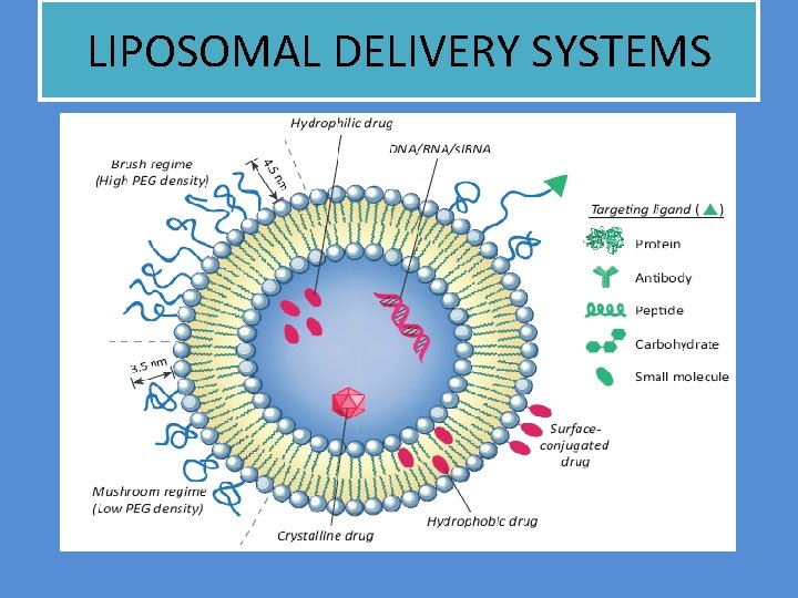 LIPOSOMAL DELIVERY SYSTEMS 