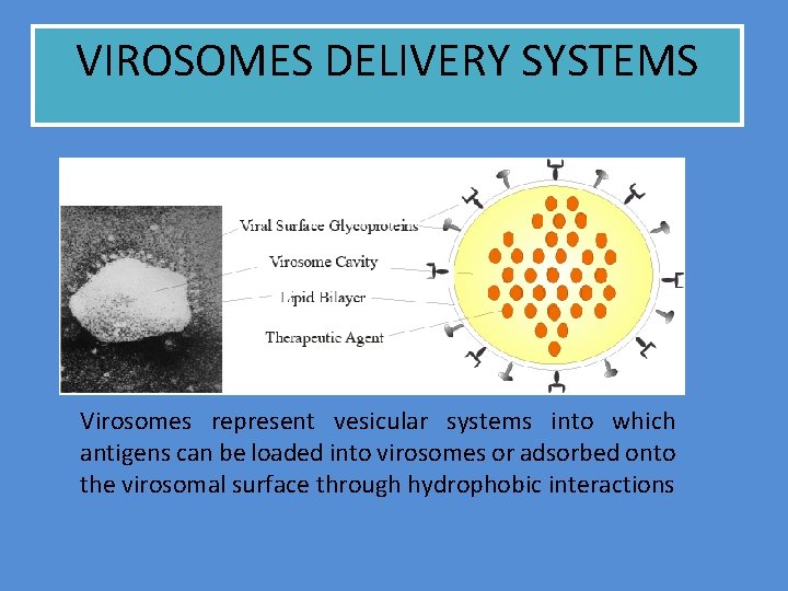 VIROSOMES DELIVERY SYSTEMS Virosomes represent vesicular systems into which antigens can be loaded into