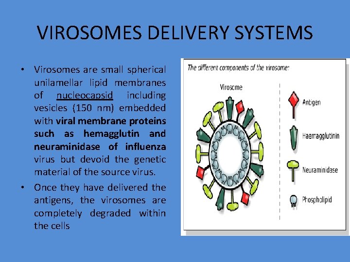 VIROSOMES DELIVERY SYSTEMS • Virosomes are small spherical unilamellar lipid membranes of nucleocapsid including