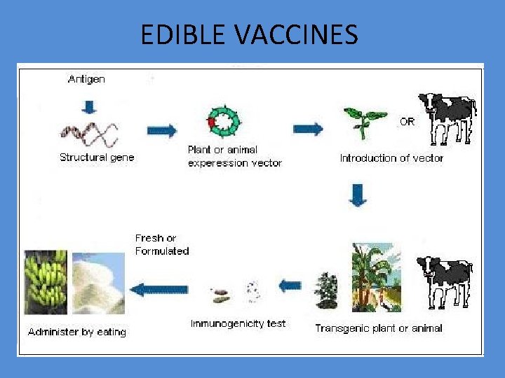 EDIBLE VACCINES 