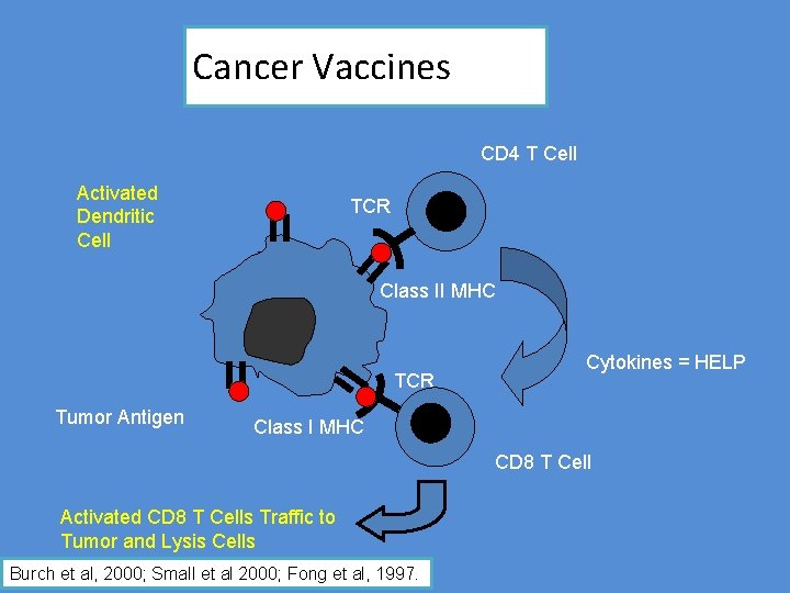 Cancer Vaccines CD 4 T Cell Activated Dendritic Cell TCR Class II MHC TCR