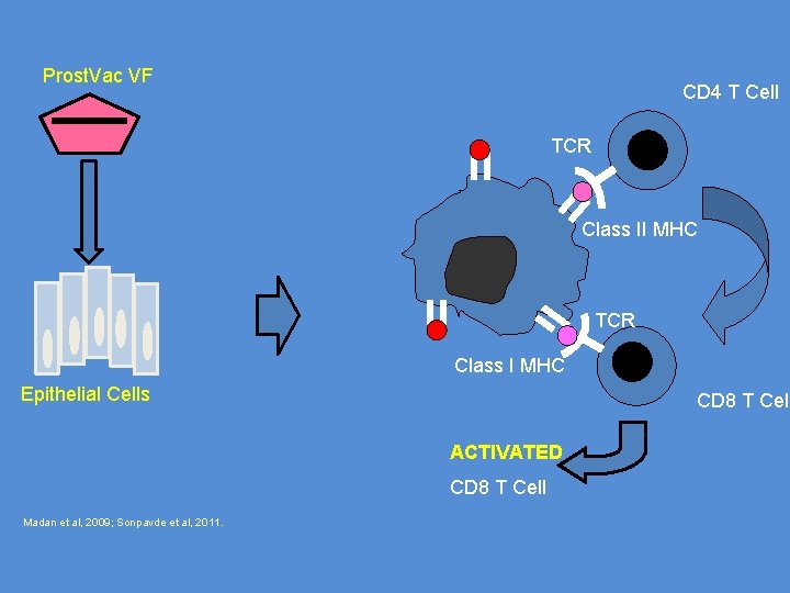 Prost. Vac VF CD 4 T Cell TCR Class II MHC TCR Class I