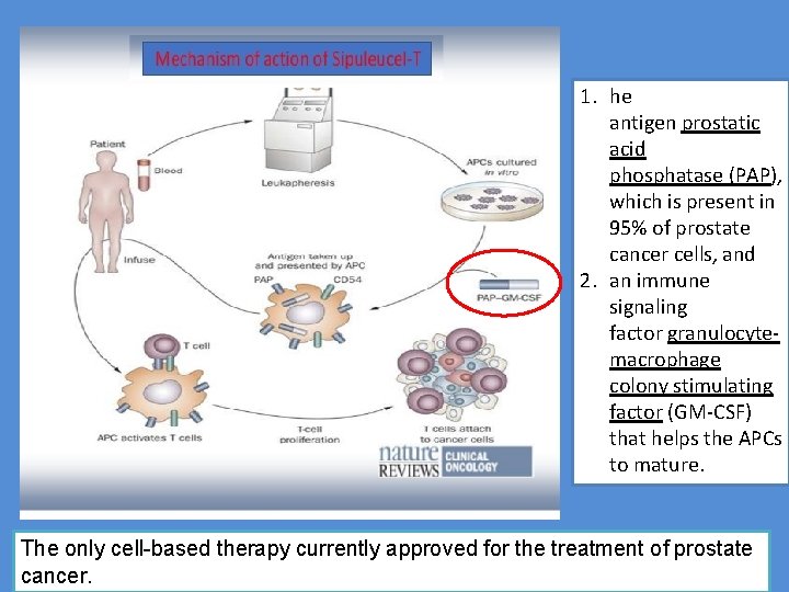 1. he antigen prostatic acid phosphatase (PAP), which is present in 95% of prostate