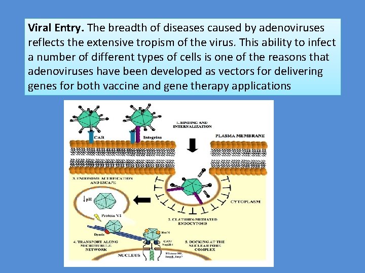 Viral Entry. The breadth of diseases caused by adenoviruses reflects the extensive tropism of