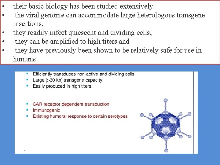  • • • their basic biology has been studied extensively the viral genome