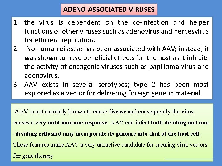 ADENO-ASSOCIATED VIRUSES 1. the virus is dependent on the co-infection and helper functions of