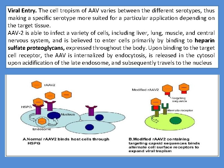 Viral Entry. The cell tropism of AAV varies between the different serotypes, thus making