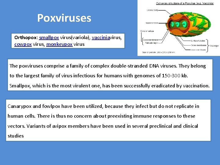 Poxviruses Orthopox: smallpox virus(variola), vacciniavirus, cowpox virus, monkeypox virus The poxviruses comprise a family