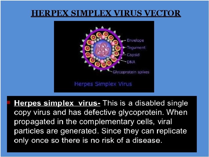 HERPEX SIMPLEX VIRUS VECTOR 