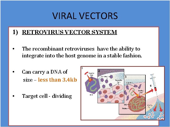 VIRAL VECTORS 1) RETROVIRUS VECTOR SYSTEM • The recombinant retroviruses have the ability to