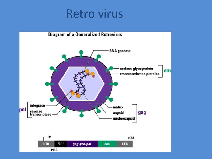 Retro virus 