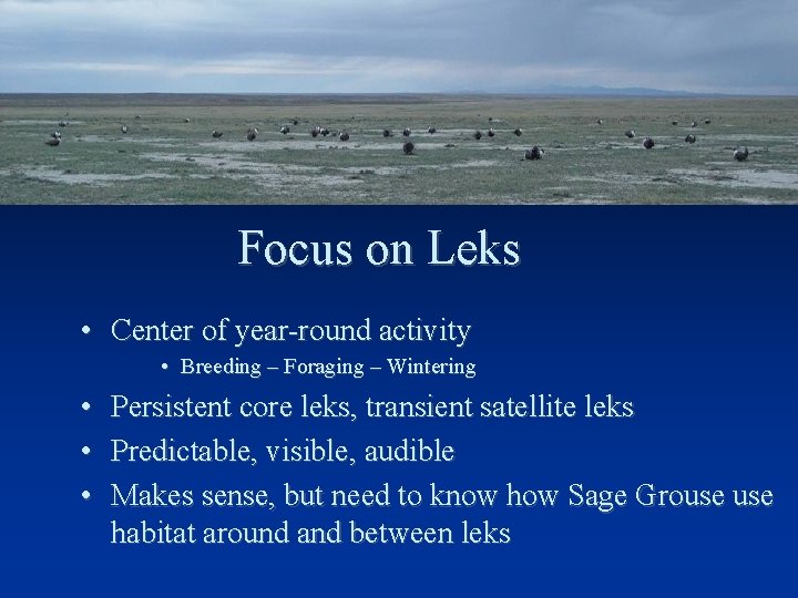 Focus on Leks • Center of year-round activity • Breeding – Foraging – Wintering