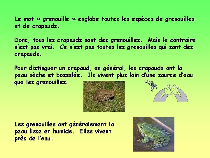 Le mot « grenouille » englobe toutes les espèces de grenouilles et de crapauds.