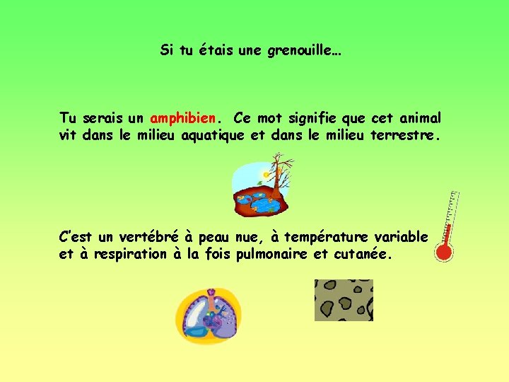 Si tu étais une grenouille… Tu serais un amphibien. Ce mot signifie que cet