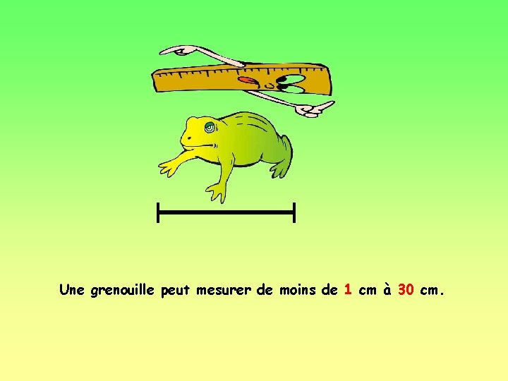 Une grenouille peut mesurer de moins de 1 cm à 30 cm. 