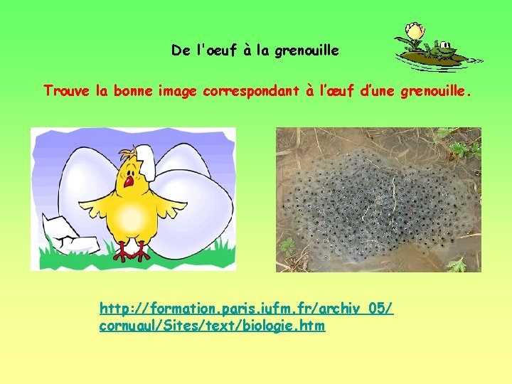 De l'oeuf à la grenouille Trouve la bonne image correspondant à l’œuf d’une grenouille.