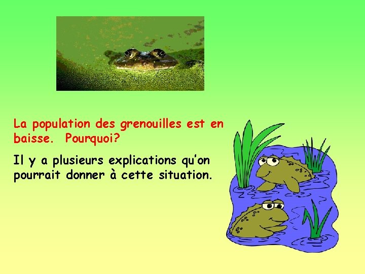 La population des grenouilles est en baisse. Pourquoi? Il y a plusieurs explications qu’on