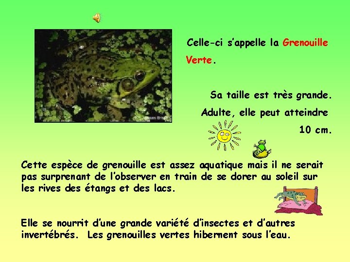 Celle-ci s’appelle la Grenouille Verte. Sa taille est très grande. Adulte, elle peut atteindre