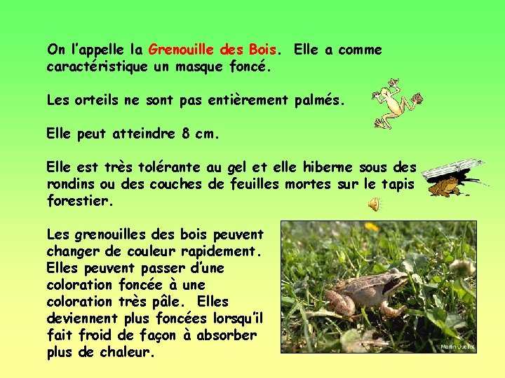 On l’appelle la Grenouille des Bois. Elle a comme caractéristique un masque foncé. Les