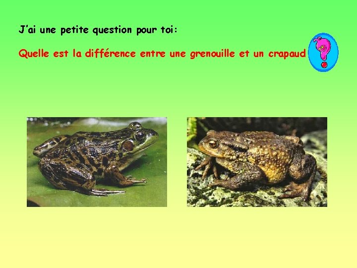 J’ai une petite question pour toi: Quelle est la différence entre une grenouille et