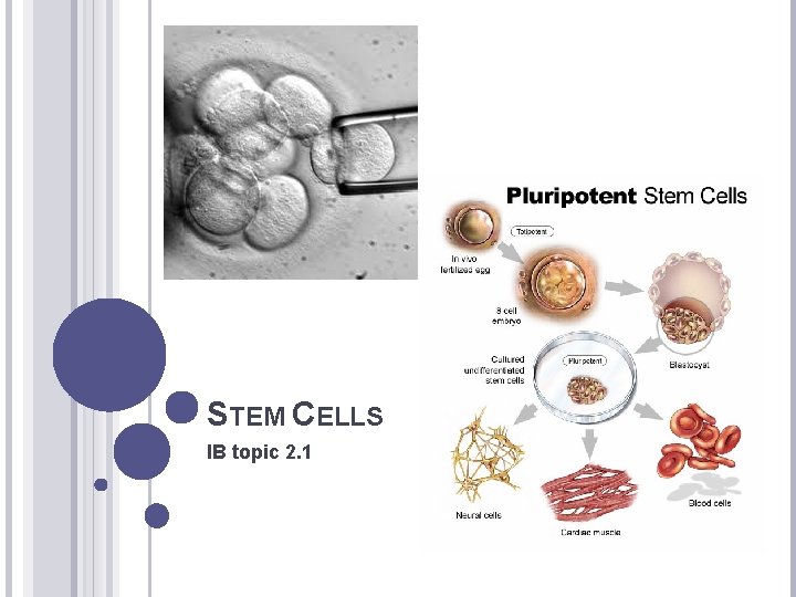 STEM CELLS IB topic 2. 1 