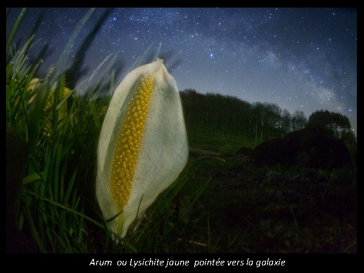 Arum ou Lysichite jaune pointée vers la galaxie 