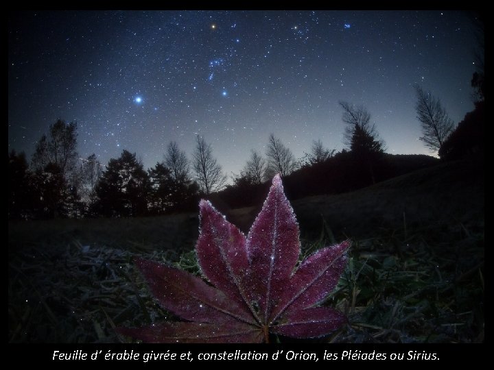 Feuille d’ érable givrée et, constellation d’ Orion, les Pléiades ou Sirius. 