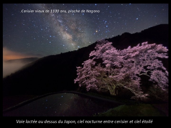 Cerisier vieux de 1100 ans, proche de Nagano Voie lactée au dessus du Japon,