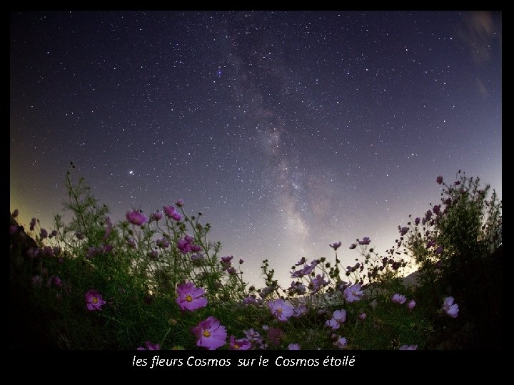 les fleurs Cosmos sur le Cosmos étoilé 