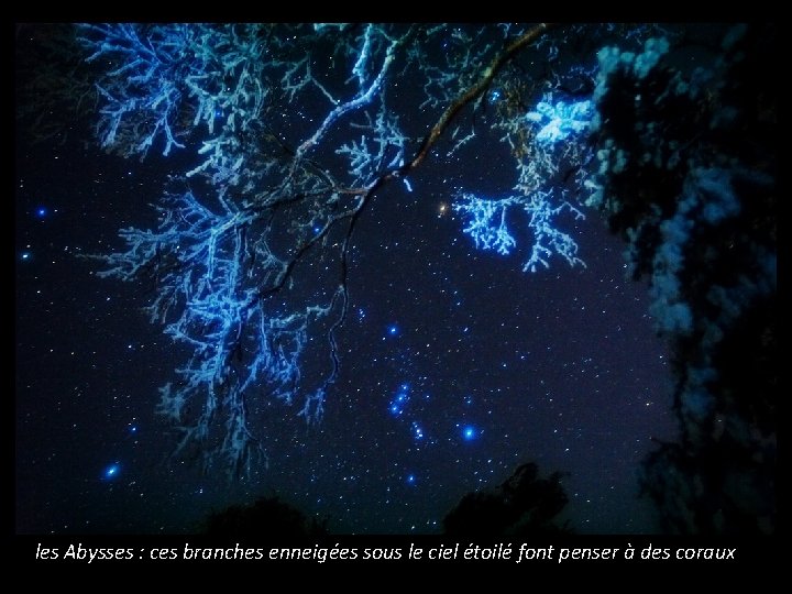 les Abysses : ces branches enneigées sous le ciel étoilé font penser à des