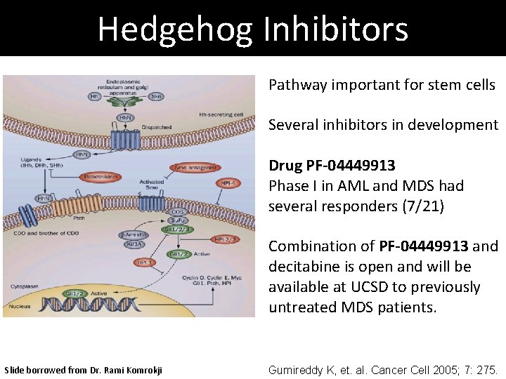 Hedgehog Inhibitors Pathway important for stem cells Several inhibitors in development Drug PF-04449913 Phase Hedgehog Inhibitors Pathway important for stem cells Several inhibitors in development Drug PF-04449913 Phase