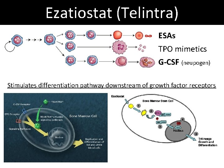 Ezatiostat (Telintra) ESAs TPO mimetics G-CSF (neupogen) Stimulates differentiation pathway downstream of growth factor Ezatiostat (Telintra) ESAs TPO mimetics G-CSF (neupogen) Stimulates differentiation pathway downstream of growth factor