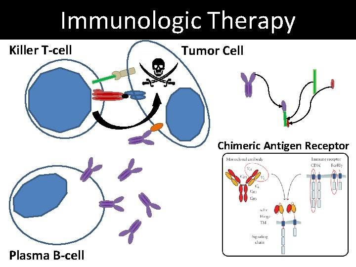 Immunologic Therapy Killer T-cell Tumor Cell Chimeric Antigen Receptor Plasma B-cell Immunologic Therapy Killer T-cell Tumor Cell Chimeric Antigen Receptor Plasma B-cell