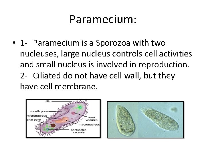 Paramecium: • 1 - Paramecium is a Sporozoa with two nucleuses, large nucleus controls