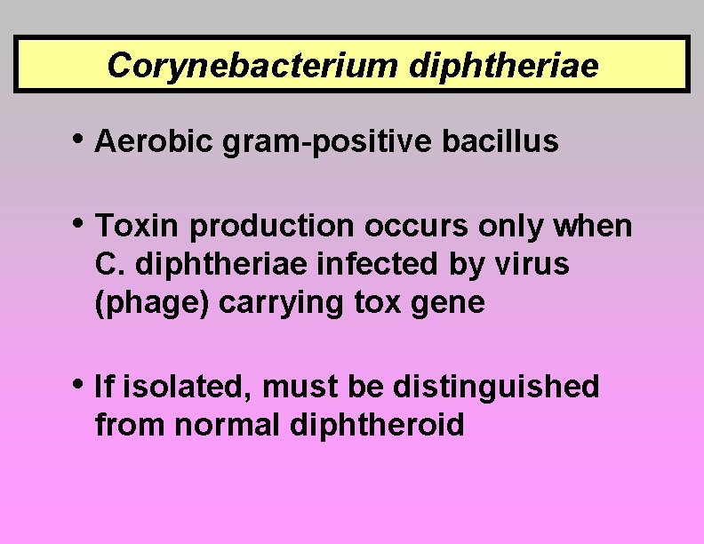 Corynebacterium diphtheriae • Aerobic gram-positive bacillus • Toxin production occurs only when C. diphtheriae