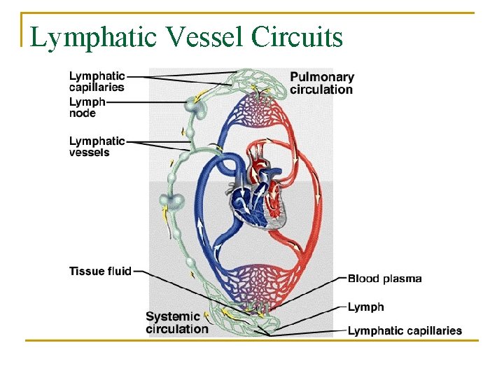 Lymphatic Vessel Circuits 