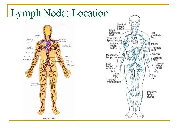 Lymph Node: Location 