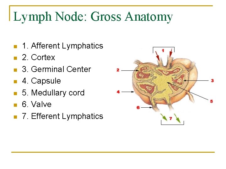 Lymph Node: Gross Anatomy n n n n 1. Afferent Lymphatics 2. Cortex 3.