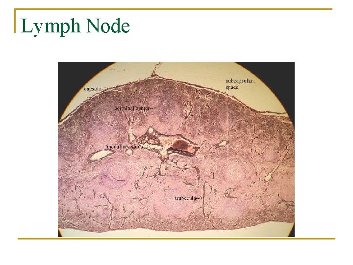 Lymph Node 