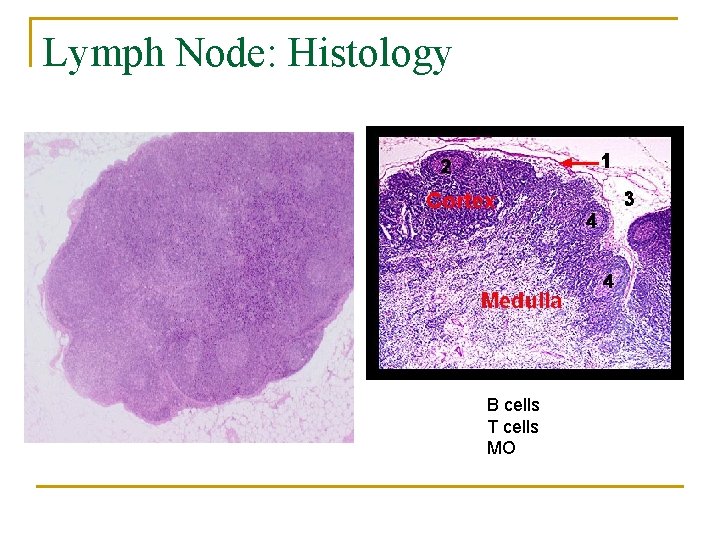 Lymph Node: Histology B cells T cells MO 