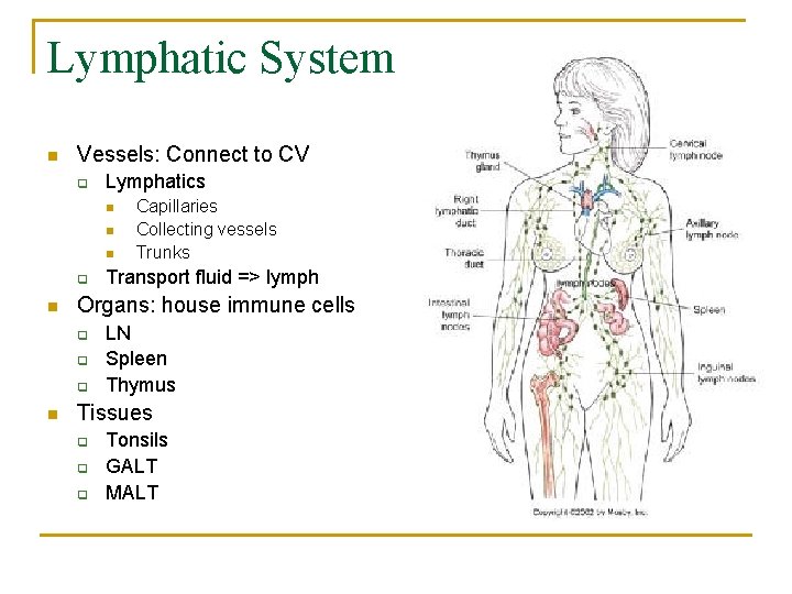 Lymphatic System n Vessels: Connect to CV q Lymphatics n n n q n