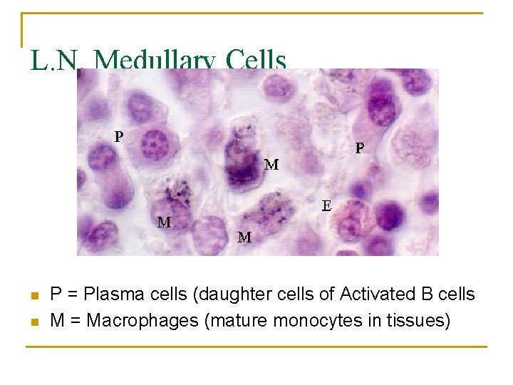 L. N. Medullary Cells n n P = Plasma cells (daughter cells of Activated