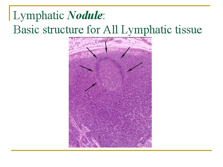 Lymphatic Nodule: Basic structure for All Lymphatic tissue 