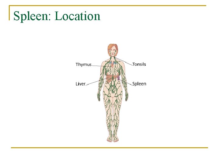 Spleen: Location 