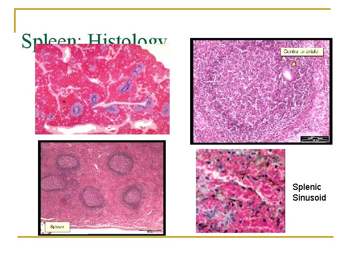 Spleen: Histology Splenic Sinusoid 