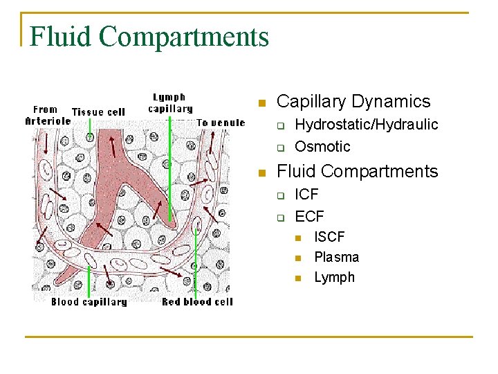 Fluid Compartments n Capillary Dynamics q q n Hydrostatic/Hydraulic Osmotic Fluid Compartments q q