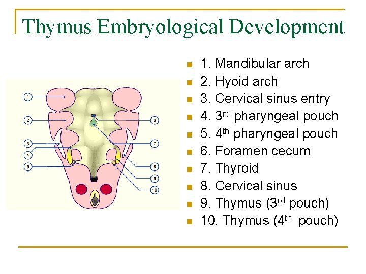 Thymus Embryological Development n n n n n 1. Mandibular arch 2. Hyoid arch