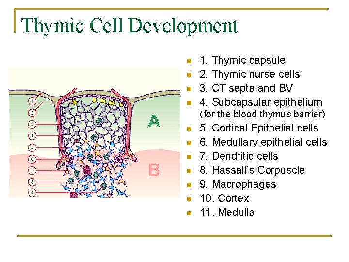 Thymic Cell Development n n n 1. Thymic capsule 2. Thymic nurse cells 3.