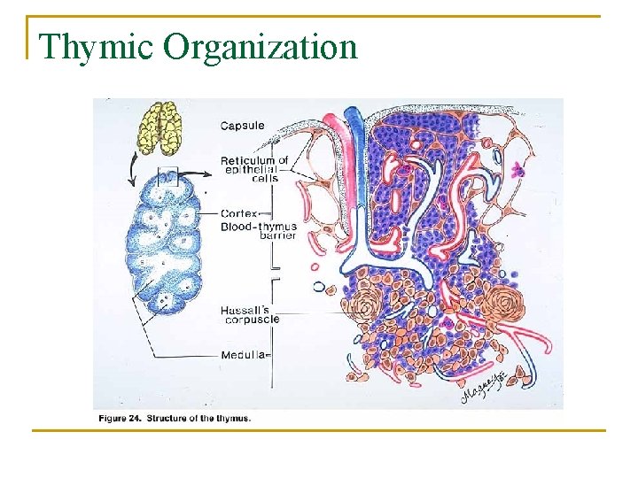 Thymic Organization 