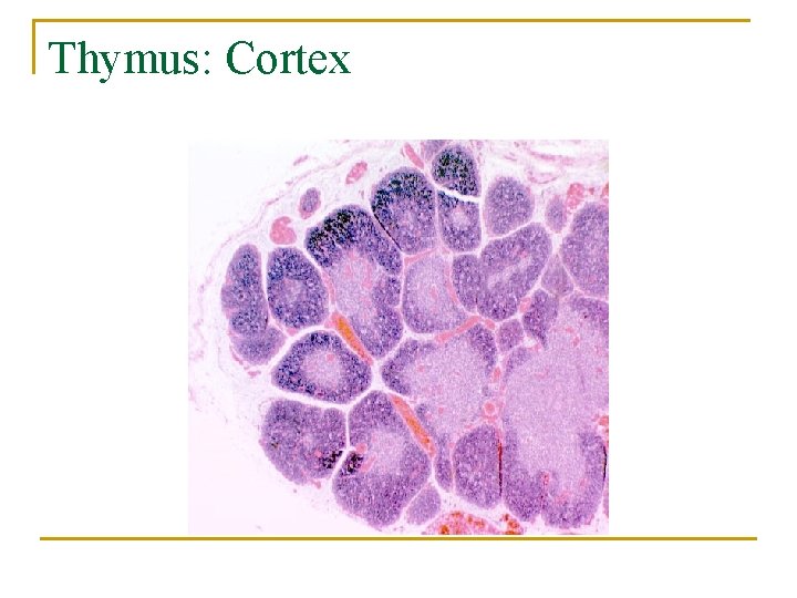 Thymus: Cortex 